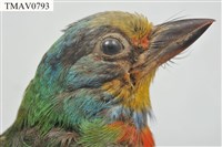 五色鳥藏品圖，第8張